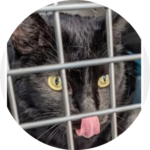 Bagheera