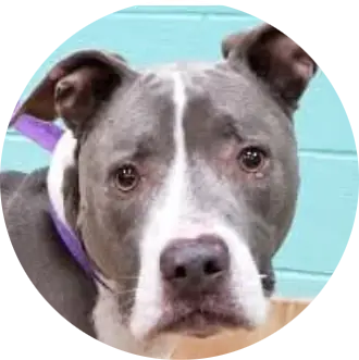 Profile photo of Blue Bell, a dog that was 'rescued' by Humane Society of the Dunes