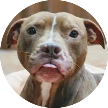Brisbane, one of the animals rescued by Jane Hullsiek's Humane Society of the Dunes in Northwestern Indiana (NWI)
