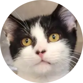 Buddy Pawly