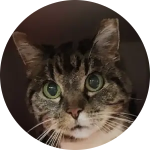 Profile photo of World Pet Memorial Day, a pet that was 'rescued' by Humane Society of the Dunes
