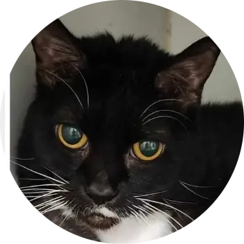 Kat