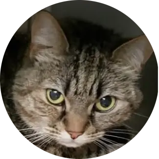 Kit Kat
