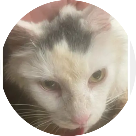 Profile photo of Kitty Man, a cat that was 'rescued' by Humane Society of the Dunes