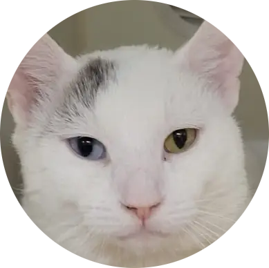 Mochi