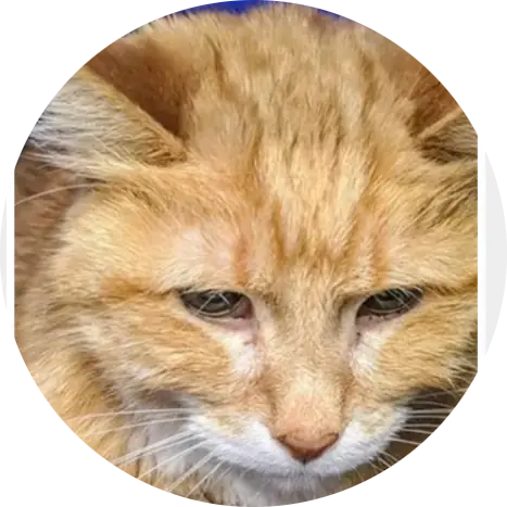 Morris