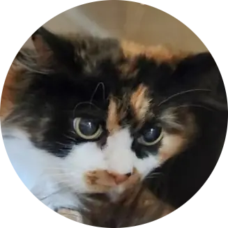 Ms Cali