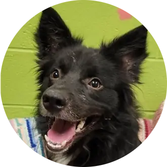 Oreo