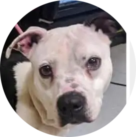Profile photo of Princess, a dog that was 'rescued' by Humane Society of the Dunes