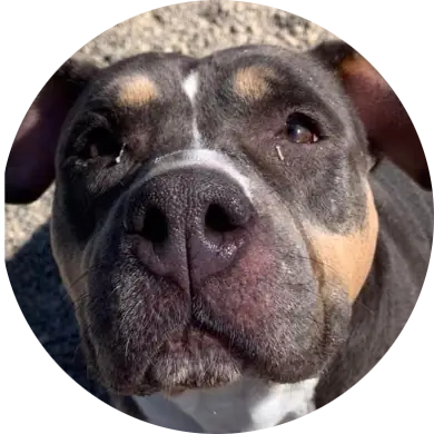 Roxie
