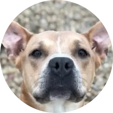 Profile photo of Sebastian, a dog that was 'rescued' by Humane Society of the Dunes