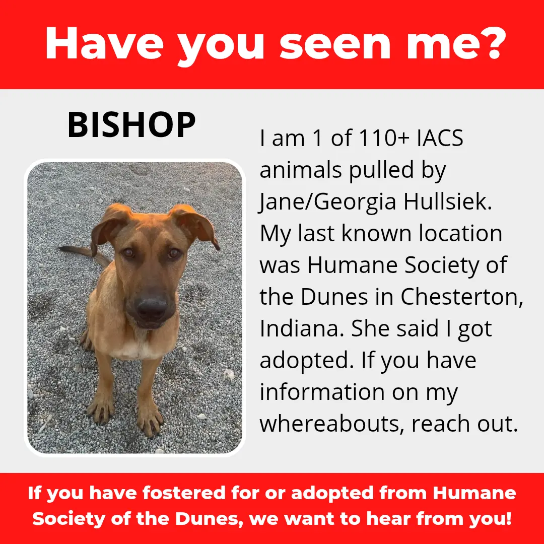 Bishop - a dog that was 'rescued' by the Northwest Indiana (NWI) Humane Society of the Dunes (founded by Jane Hullsiek) in Chesterton.