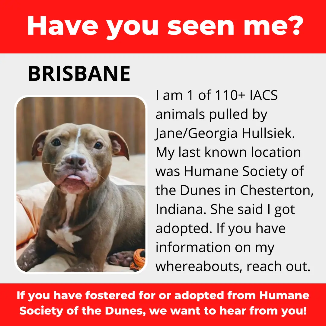 Brisbane - a dog that was 'rescued' by the Northwest Indiana (NWI) Humane Society of the Dunes (founded by Jane Hullsiek) in Chesterton.