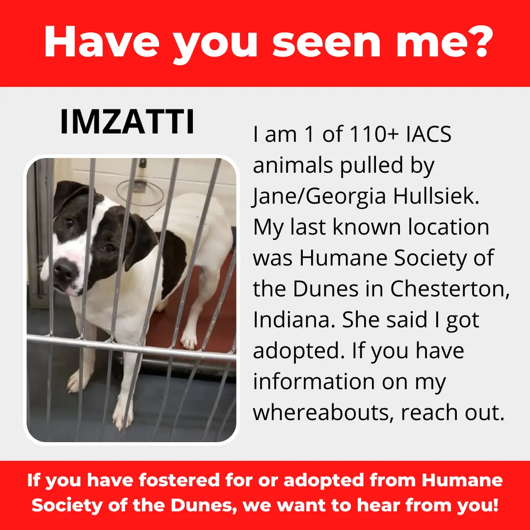 Imzatti - a dog that was 'rescued' by the Northwest Indiana (NWI) Humane Society of the Dunes (founded by Jane Hullsiek) in Chesterton.