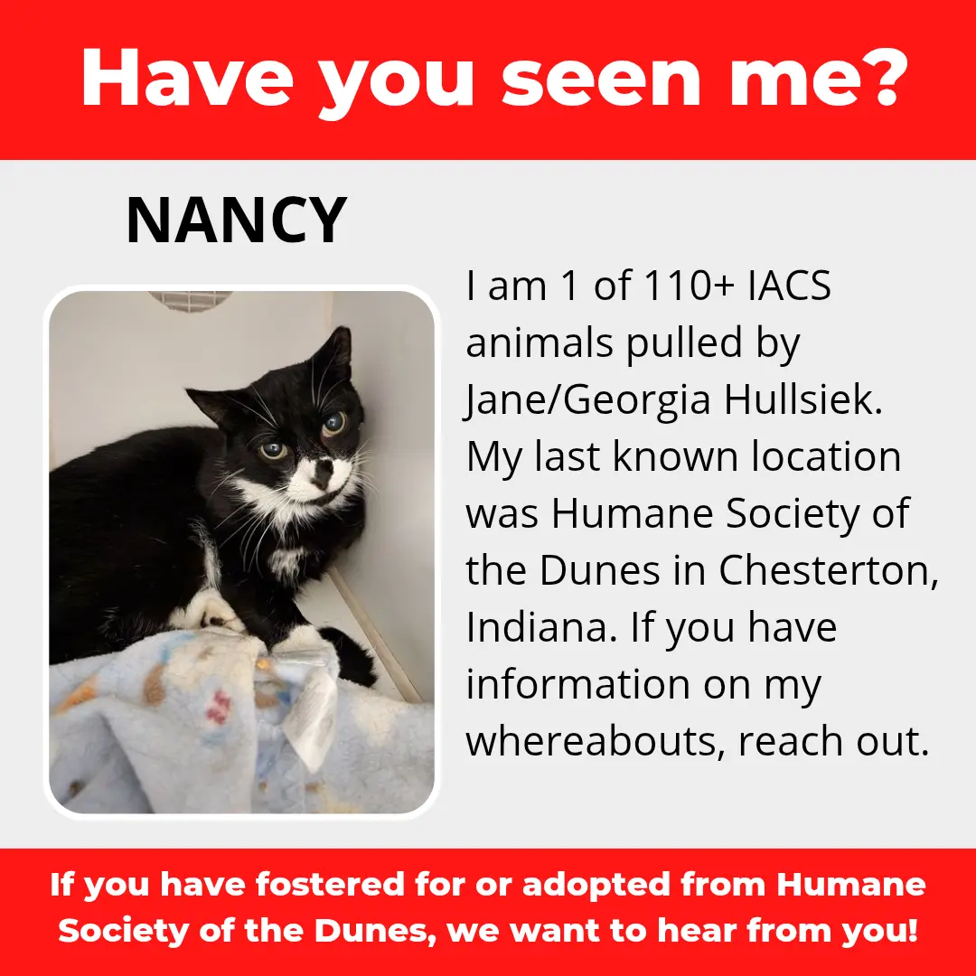 Nancy - a cat that was 'rescued' by the Northwest Indiana (NWI) Humane Society of the Dunes (founded by Jane Hullsiek) in Chesterton.