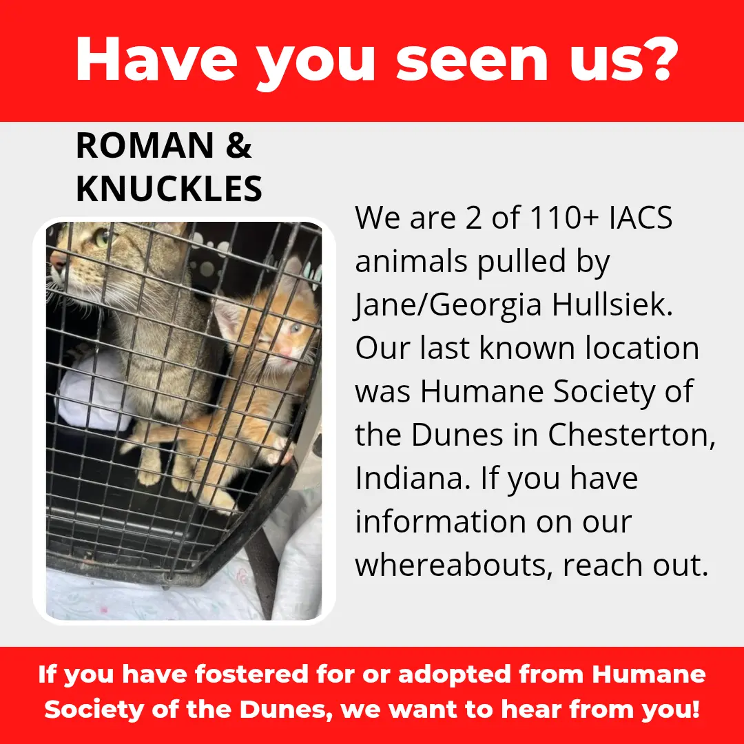 Roman & Knuckles - a cat that was 'rescued' by the Northwest Indiana (NWI) Humane Society of the Dunes (founded by Jane Hullsiek) in Chesterton.