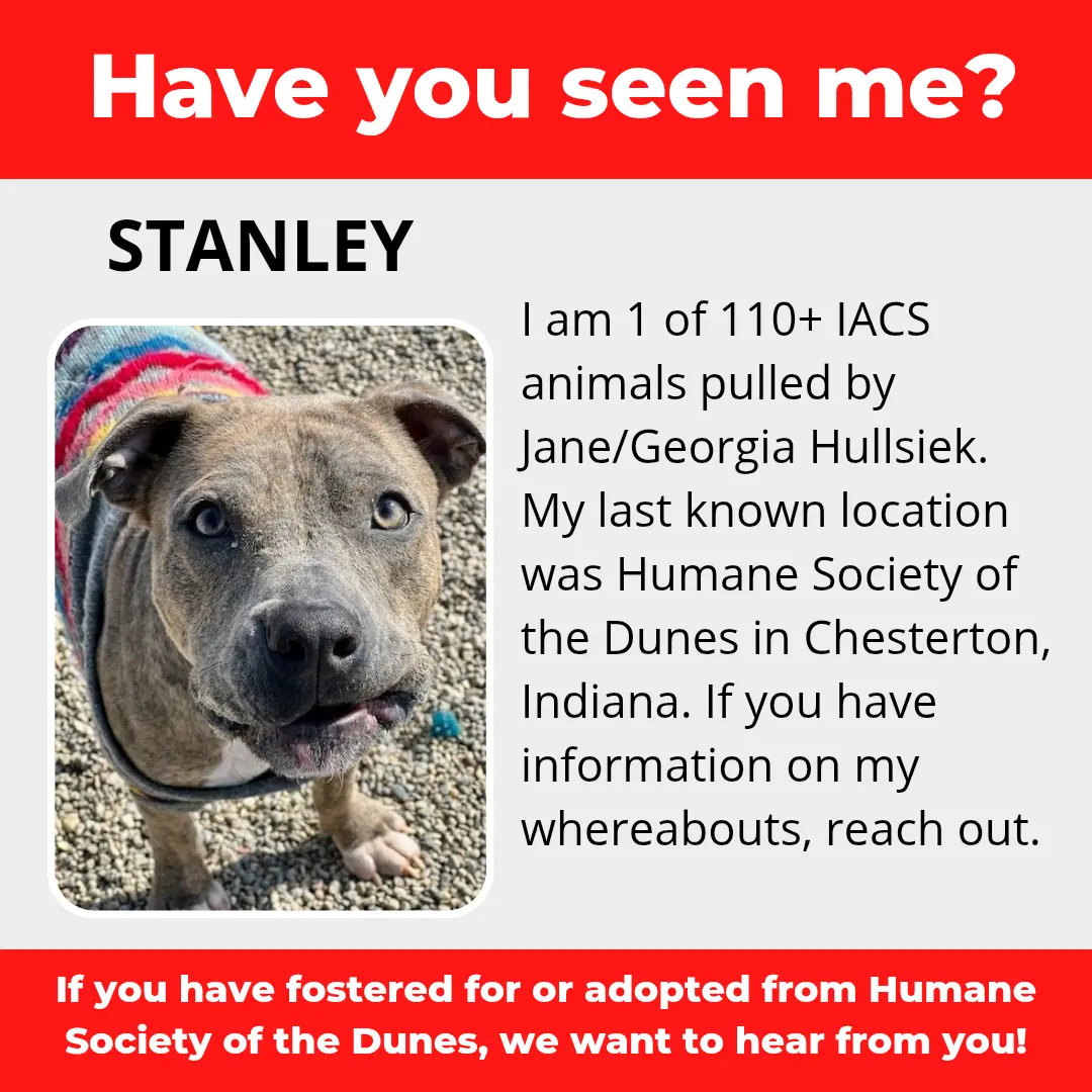 Stanley - a dog that was 'rescued' by the Northwest Indiana (NWI) Humane Society of the Dunes (founded by Jane Hullsiek) in Chesterton.