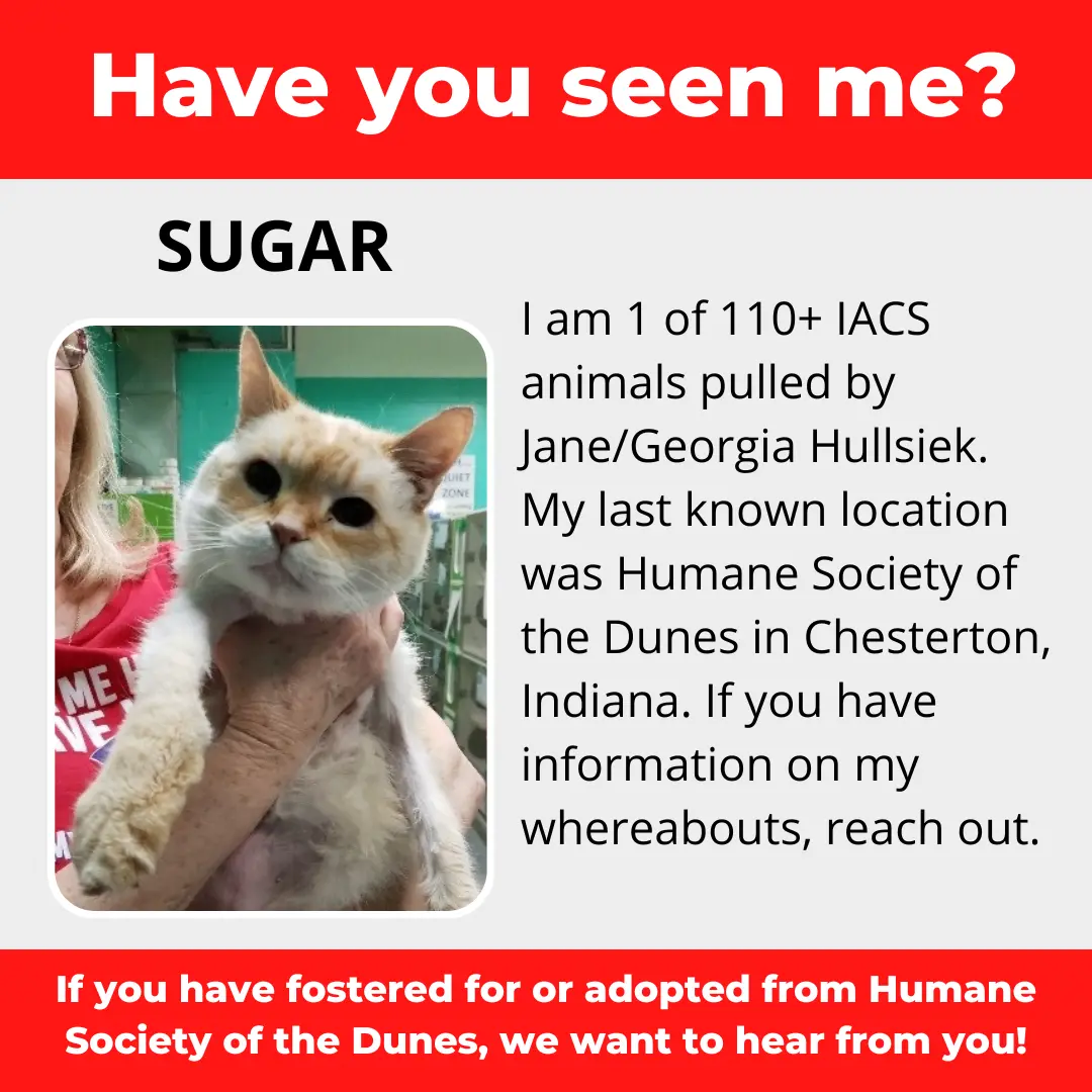 Sugar - a cat that was 'rescued' by the Northwest Indiana (NWI) Humane Society of the Dunes (founded by Jane Hullsiek) in Chesterton.