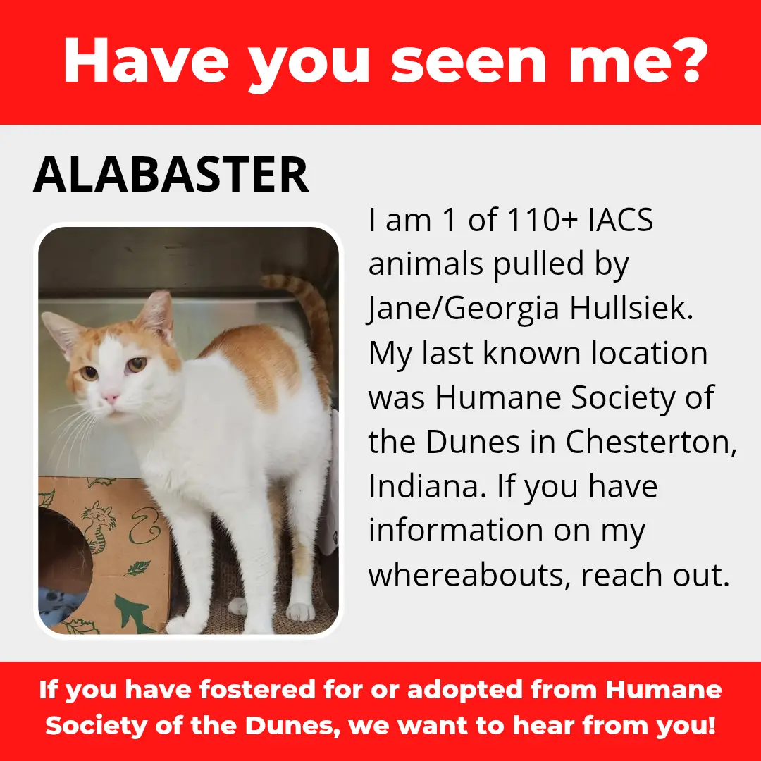 Alabaster - a cat that was 'rescued' by the Northwest Indiana (NWI) Humane Society of the Dunes (founded by Jane Hullsiek) in Chesterton.