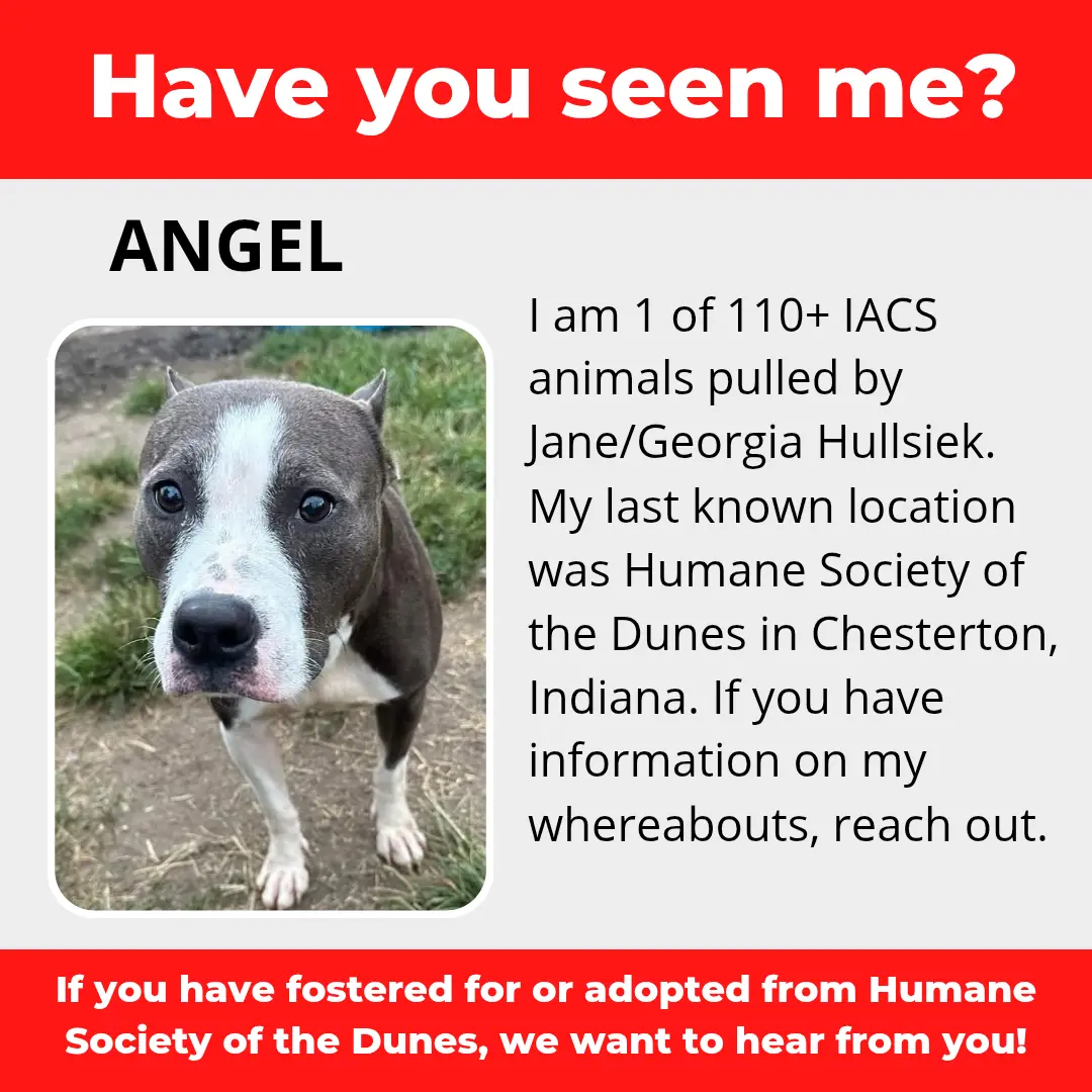 Angel - a dog that was 'rescued' by the Northwest Indiana (NWI) Humane Society of the Dunes (founded by Jane Hullsiek) in Chesterton.