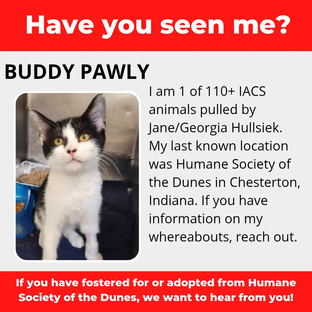 Buddy Pawly - a cat that was 'rescued' by the Northwest Indiana (NWI) Humane Society of the Dunes (founded by Jane Hullsiek) in Chesterton.