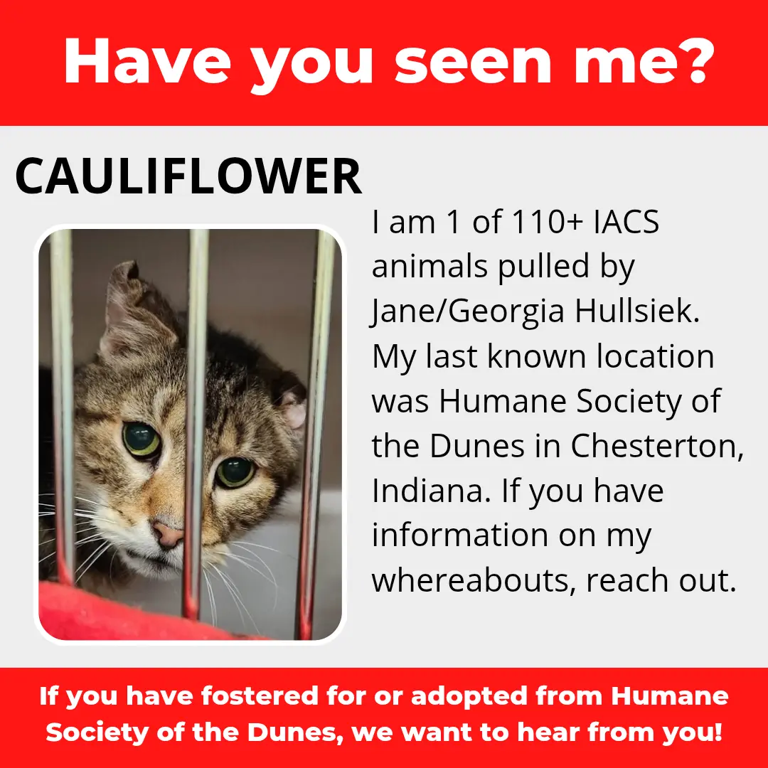 Cauliflower - a cat that was 'rescued' by the Northwest Indiana (NWI) Humane Society of the Dunes (founded by Jane Hullsiek) in Chesterton.