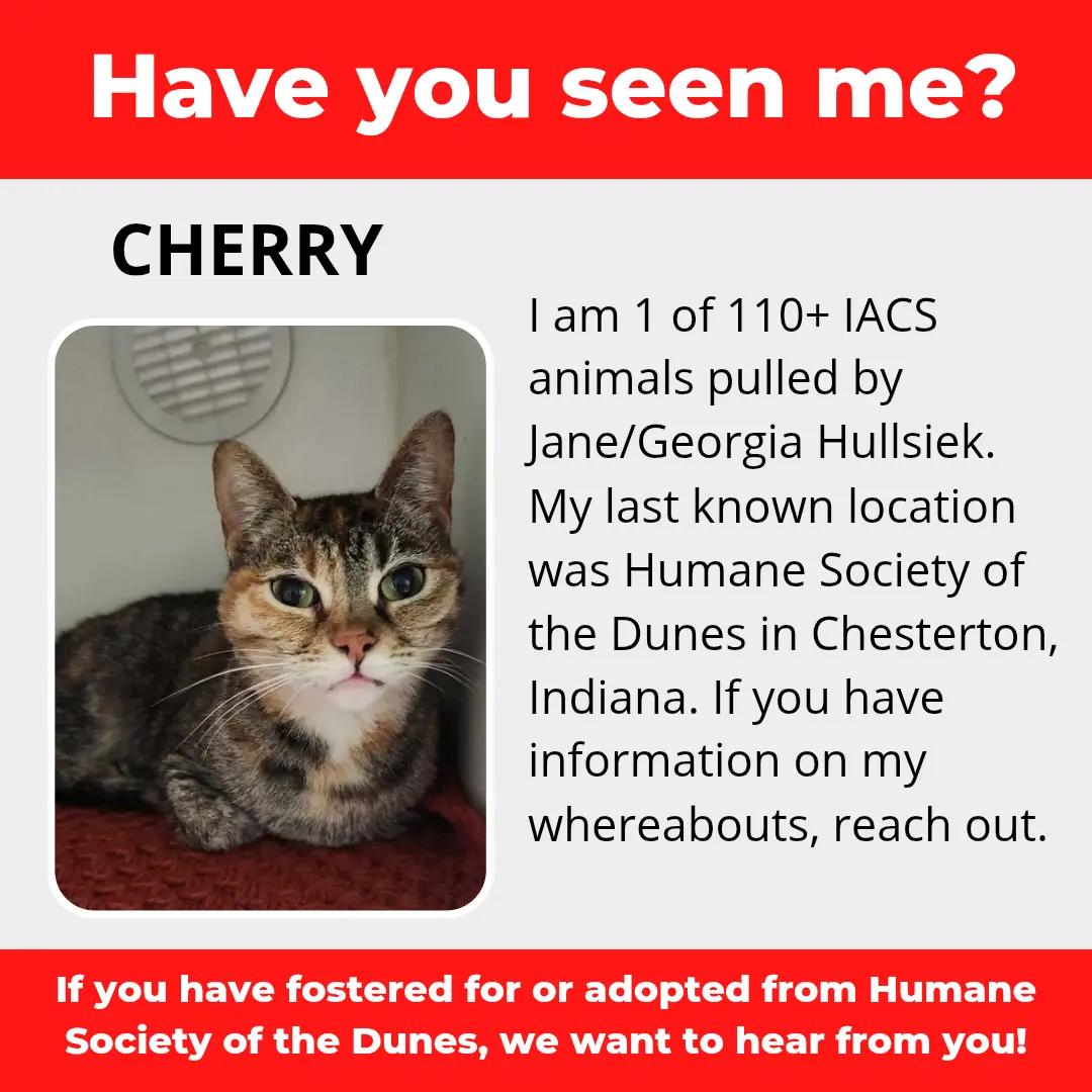 Cherry - a cat that was 'rescued' by the Northwest Indiana (NWI) Humane Society of the Dunes (founded by Jane Hullsiek) in Chesterton.