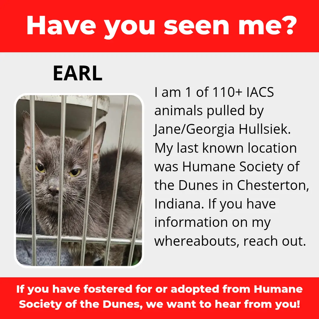 Earl - a cat that was 'rescued' by the Northwest Indiana (NWI) Humane Society of the Dunes (founded by Jane Hullsiek) in Chesterton.