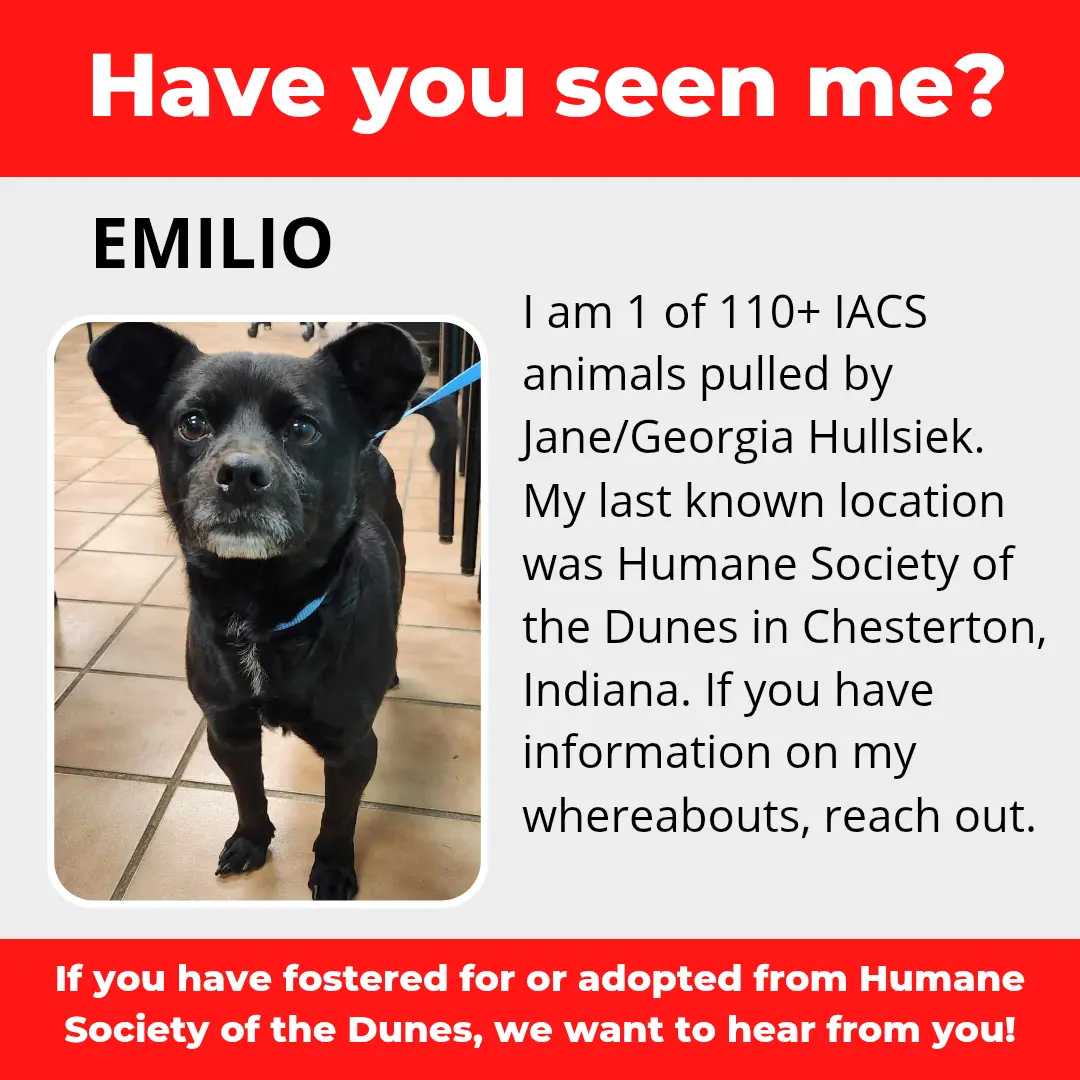 Emilio - a dog that was 'rescued' by the Northwest Indiana (NWI) Humane Society of the Dunes (founded by Jane Hullsiek) in Chesterton.