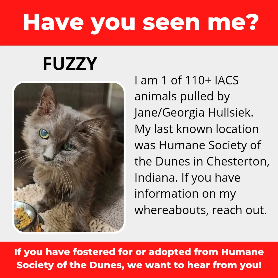 Fuzzy - a cat that was 'rescued' by the Northwest Indiana (NWI) Humane Society of the Dunes (founded by Jane Hullsiek) in Chesterton.