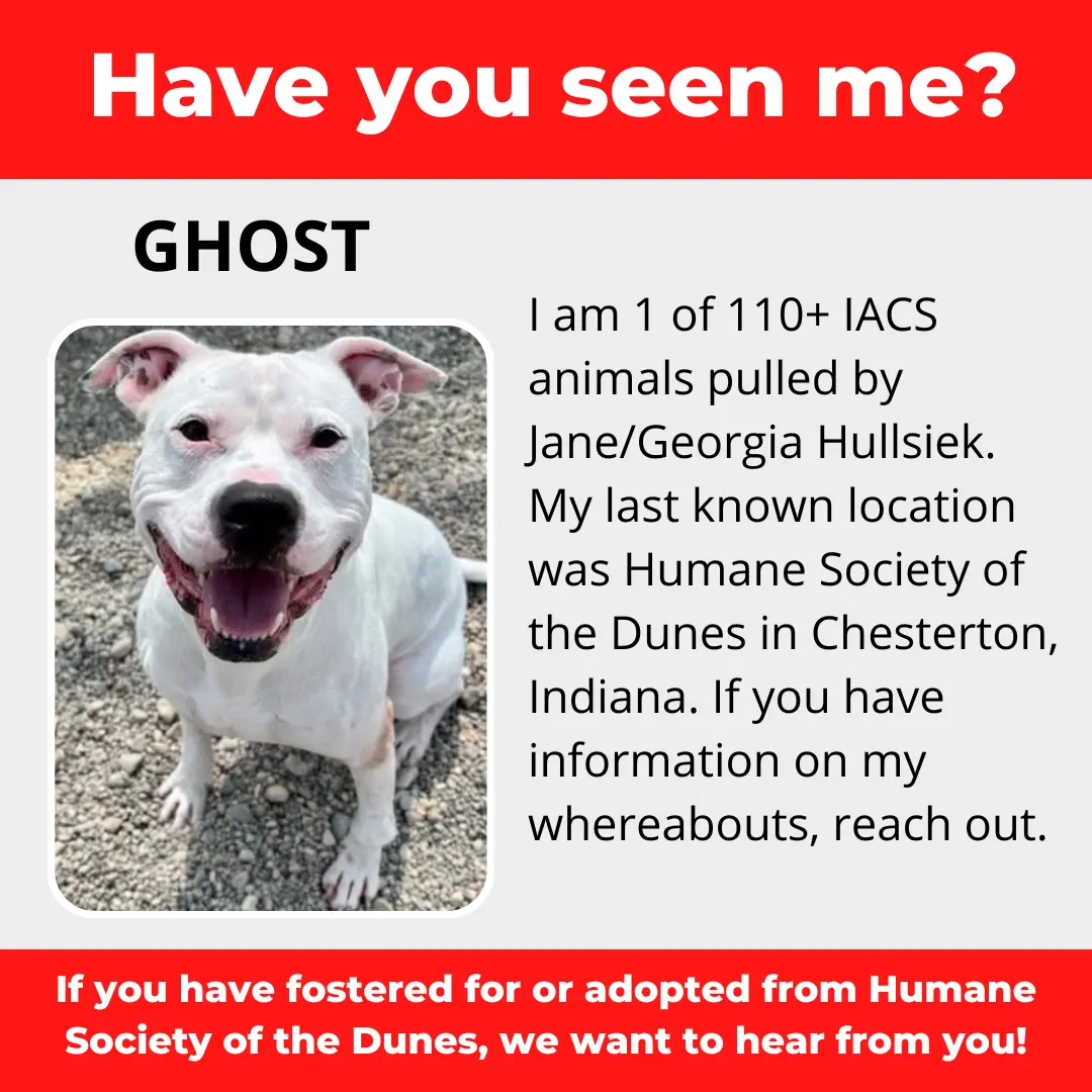 Ghost - a dog that was 'rescued' by the Northwest Indiana (NWI) Humane Society of the Dunes (founded by Jane Hullsiek) in Chesterton.