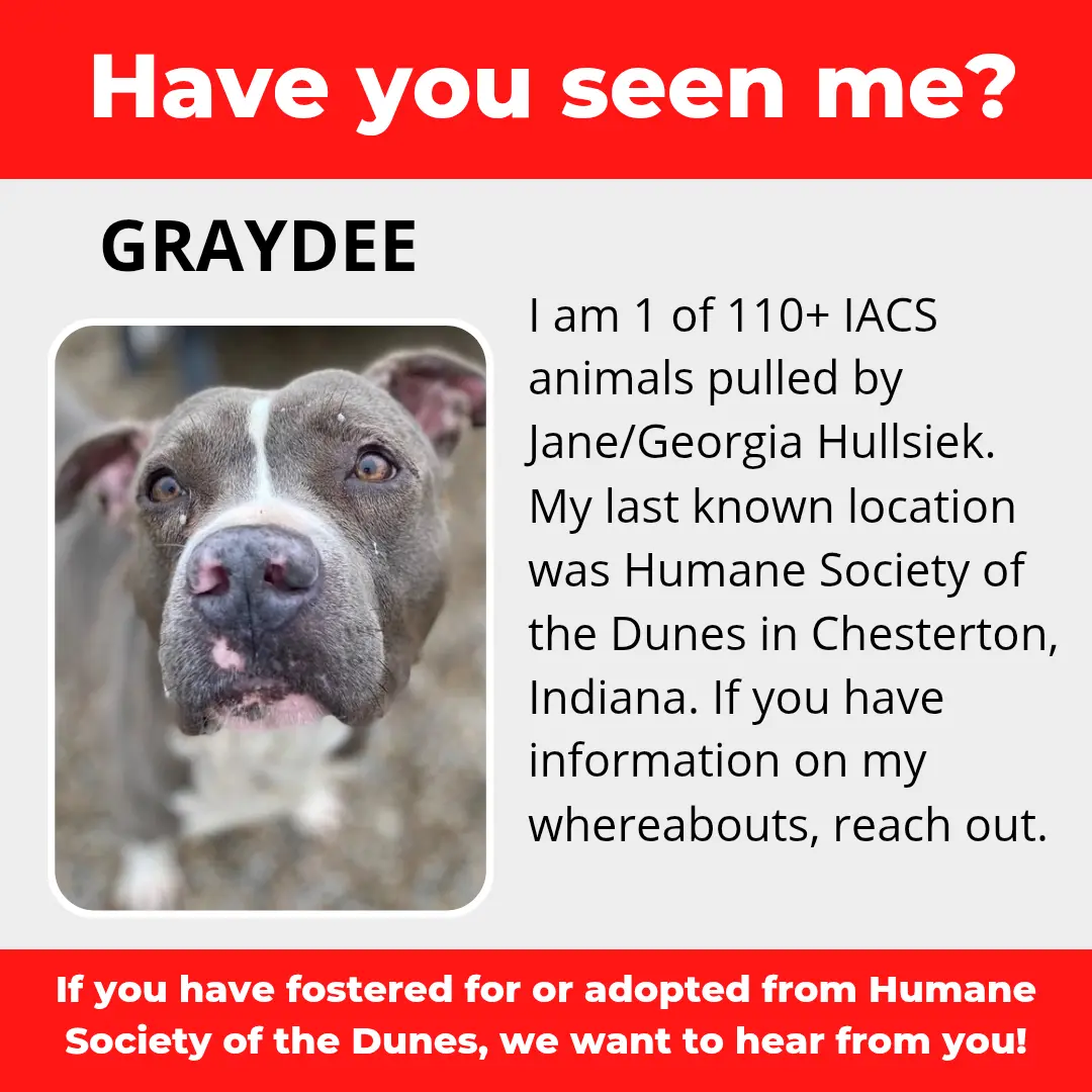 Graydee - a dog that was 'rescued' by the Northwest Indiana (NWI) Humane Society of the Dunes (founded by Jane Hullsiek) in Chesterton.