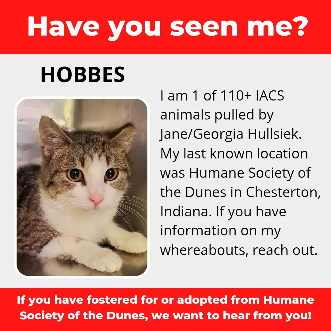 Hobbes - a cat that was 'rescued' by the Northwest Indiana (NWI) Humane Society of the Dunes (founded by Jane Hullsiek) in Chesterton.