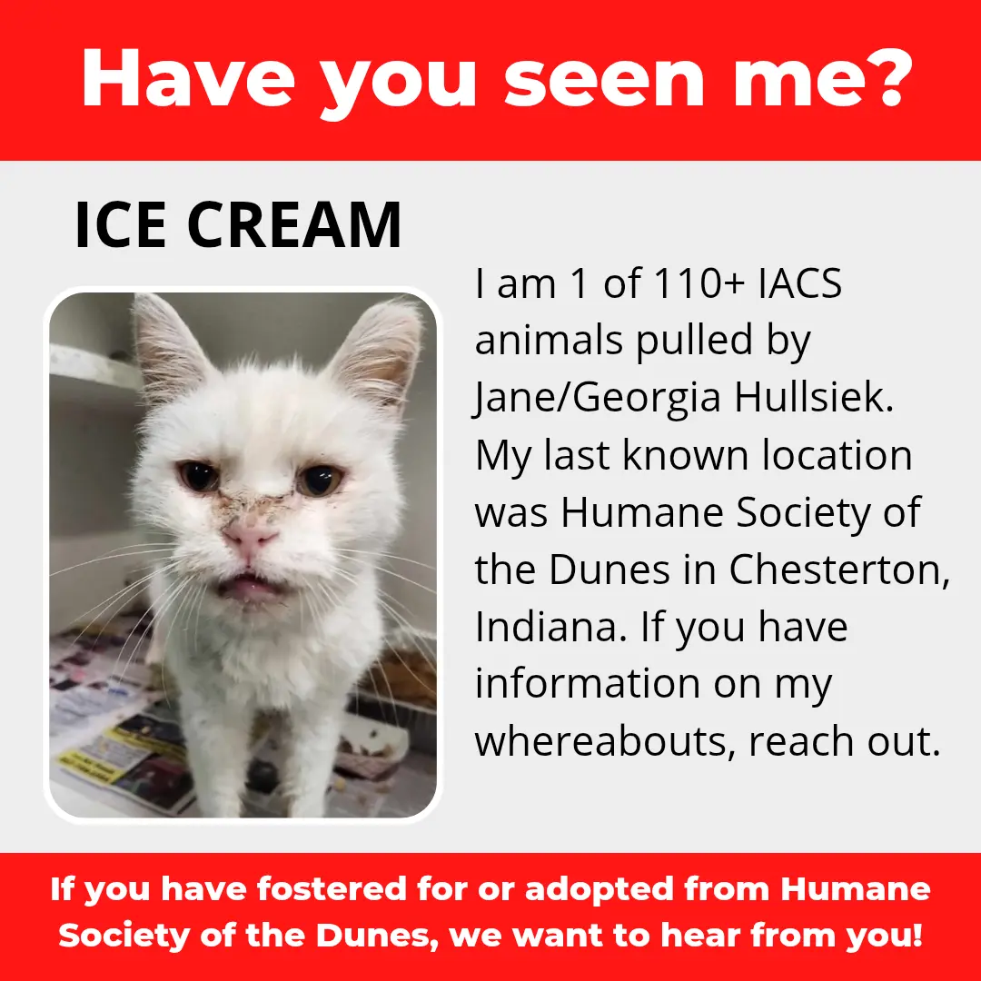 Ice Cream - a cat that was 'rescued' by the Northwest Indiana (NWI) Humane Society of the Dunes (founded by Jane Hullsiek) in Chesterton.
