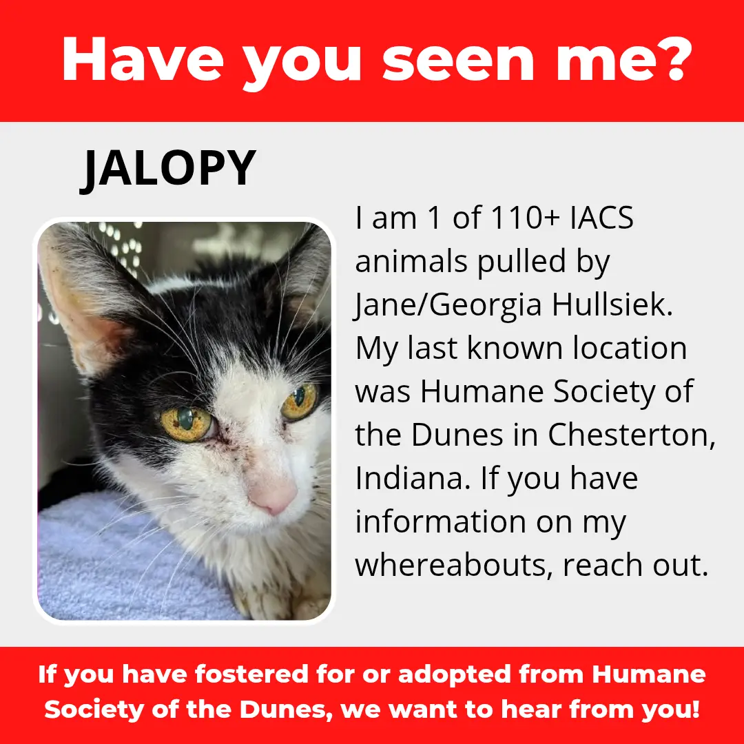 Jalopy - a cat that was 'rescued' by the Northwest Indiana (NWI) Humane Society of the Dunes (founded by Jane Hullsiek) in Chesterton.