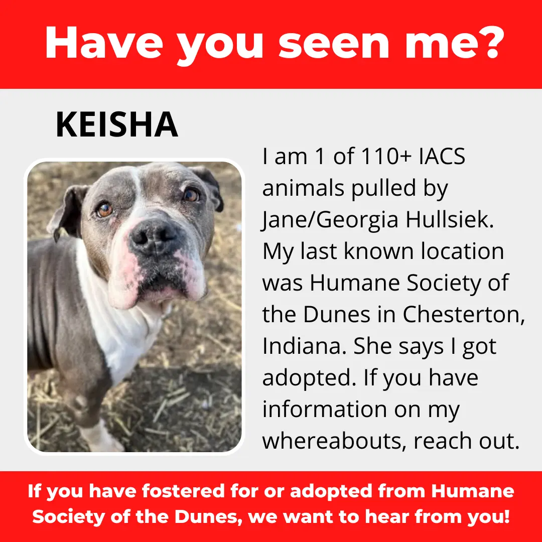 Keisha - a dog that was 'rescued' by the Northwest Indiana (NWI) Humane Society of the Dunes (founded by Jane Hullsiek) in Chesterton.