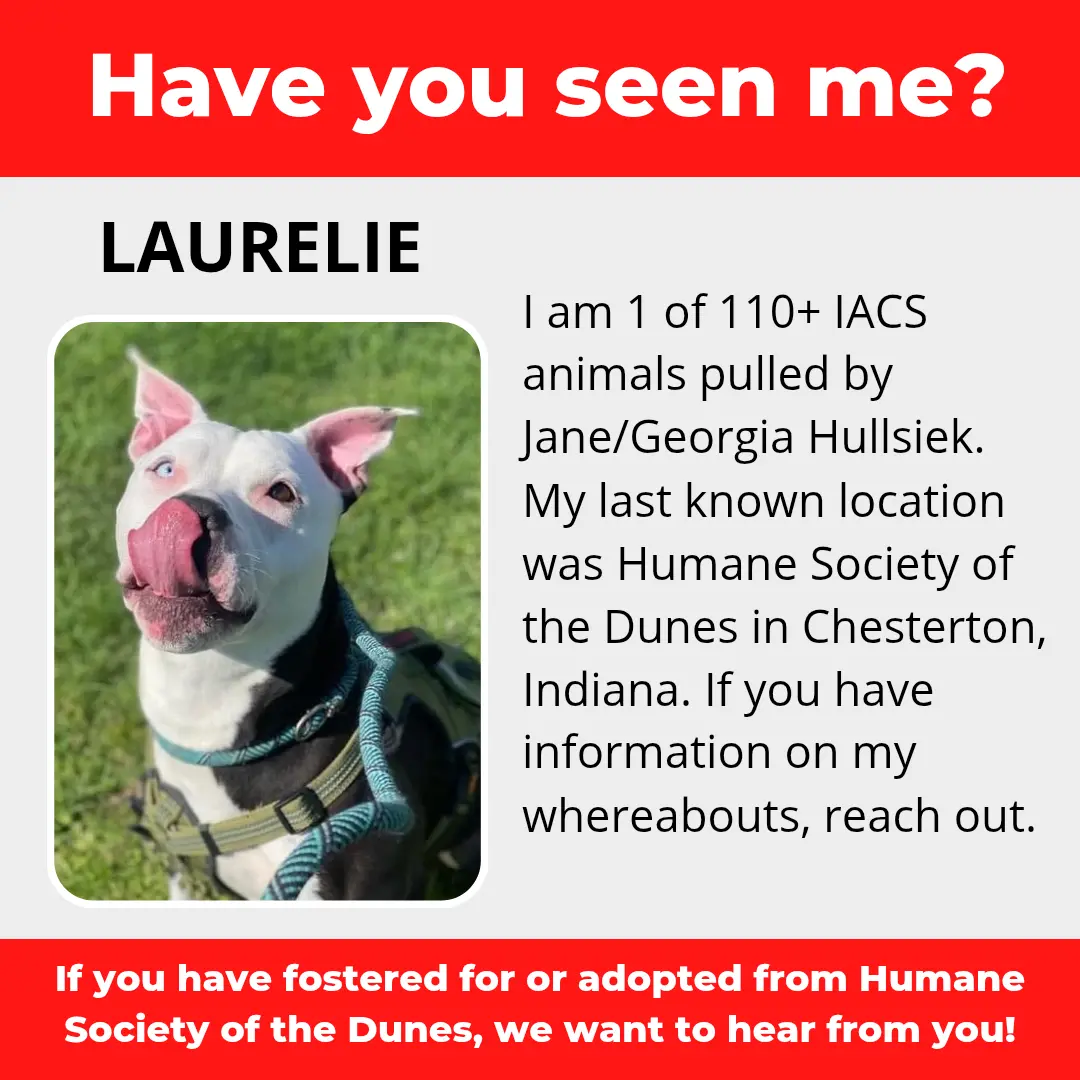 Laurelie - a dog that was 'rescued' by the Northwest Indiana (NWI) Humane Society of the Dunes (founded by Jane Hullsiek) in Chesterton.