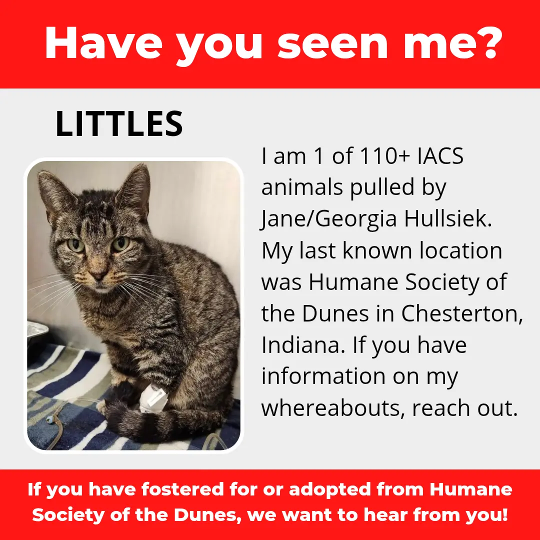 Littles - a cat that was 'rescued' by the Northwest Indiana (NWI) Humane Society of the Dunes (founded by Jane Hullsiek) in Chesterton.