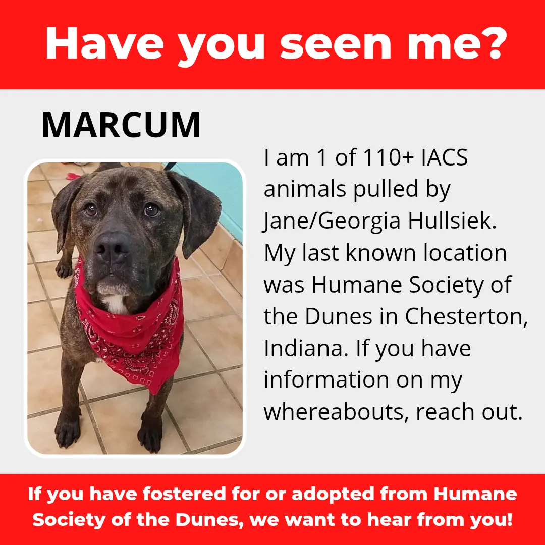Marcum - a dog that was 'rescued' by the Northwest Indiana (NWI) Humane Society of the Dunes (founded by Jane Hullsiek) in Chesterton.
