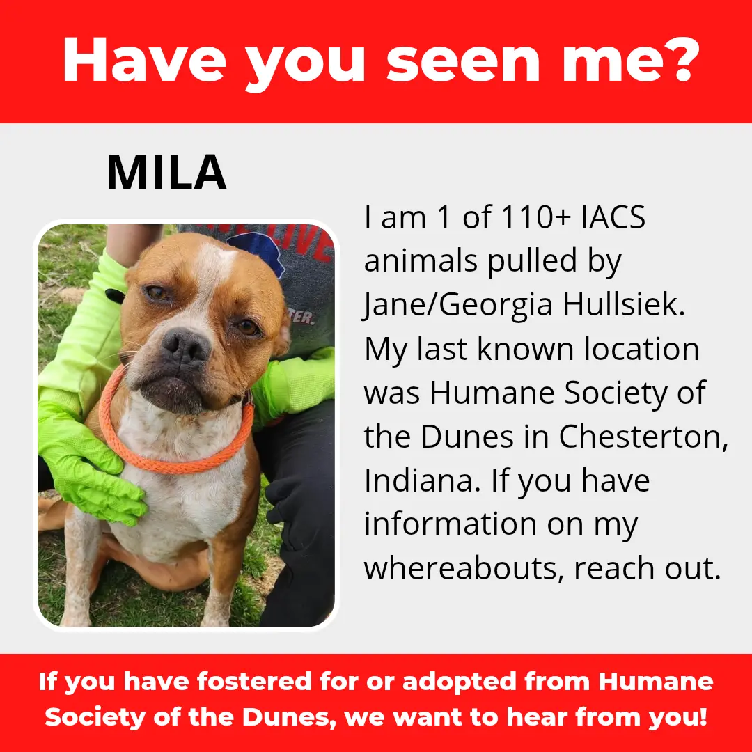 Mila - a dog that was 'rescued' by the Northwest Indiana (NWI) Humane Society of the Dunes (founded by Jane Hullsiek) in Chesterton.