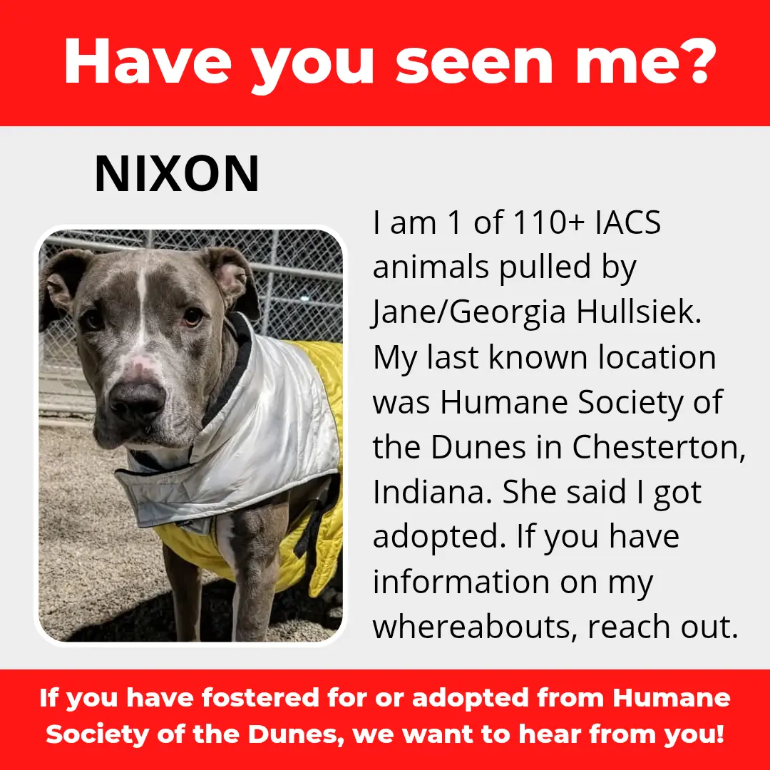 Nixon - a dog that was 'rescued' by the Northwest Indiana (NWI) Humane Society of the Dunes (founded by Jane Hullsiek) in Chesterton.