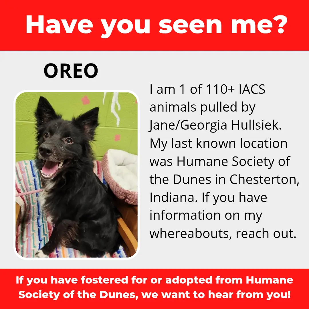 Oreo - a dog that was 'rescued' by the Northwest Indiana (NWI) Humane Society of the Dunes (founded by Jane Hullsiek) in Chesterton.