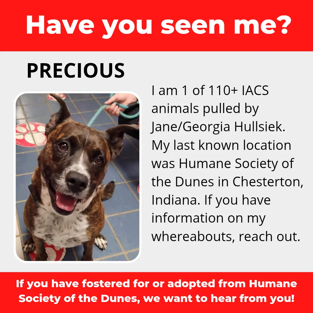 Precious - a dog that was 'rescued' by the Northwest Indiana (NWI) Humane Society of the Dunes (founded by Jane Hullsiek) in Chesterton.