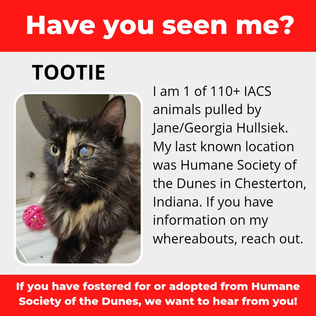 Tootie - a cat that was 'rescued' by the Northwest Indiana (NWI) Humane Society of the Dunes (founded by Jane Hullsiek) in Chesterton.