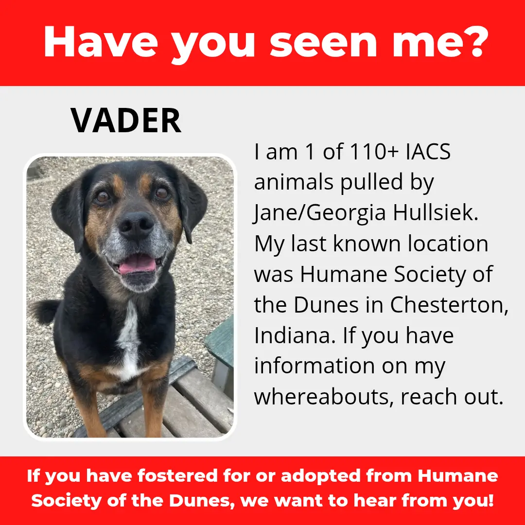 Vader - a dog that was 'rescued' by the Northwest Indiana (NWI) Humane Society of the Dunes (founded by Jane Hullsiek) in Chesterton.