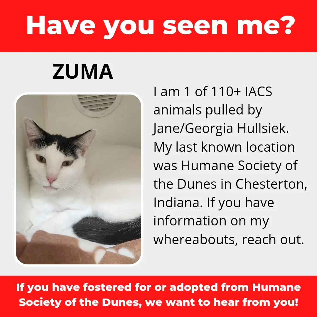 Zuma - a cat that was 'rescued' by the Northwest Indiana (NWI) Humane Society of the Dunes (founded by Jane Hullsiek) in Chesterton.