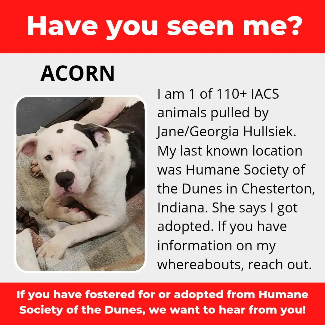 Acorn - a dog that was 'rescued' by the Northwest Indiana (NWI) Humane Society of the Dunes (founded by Jane Hullsiek) in Chesterton.