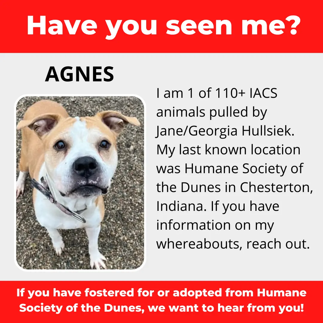Agnes - a dog that was 'rescued' by the Northwest Indiana (NWI) Humane Society of the Dunes (founded by Jane Hullsiek) in Chesterton.