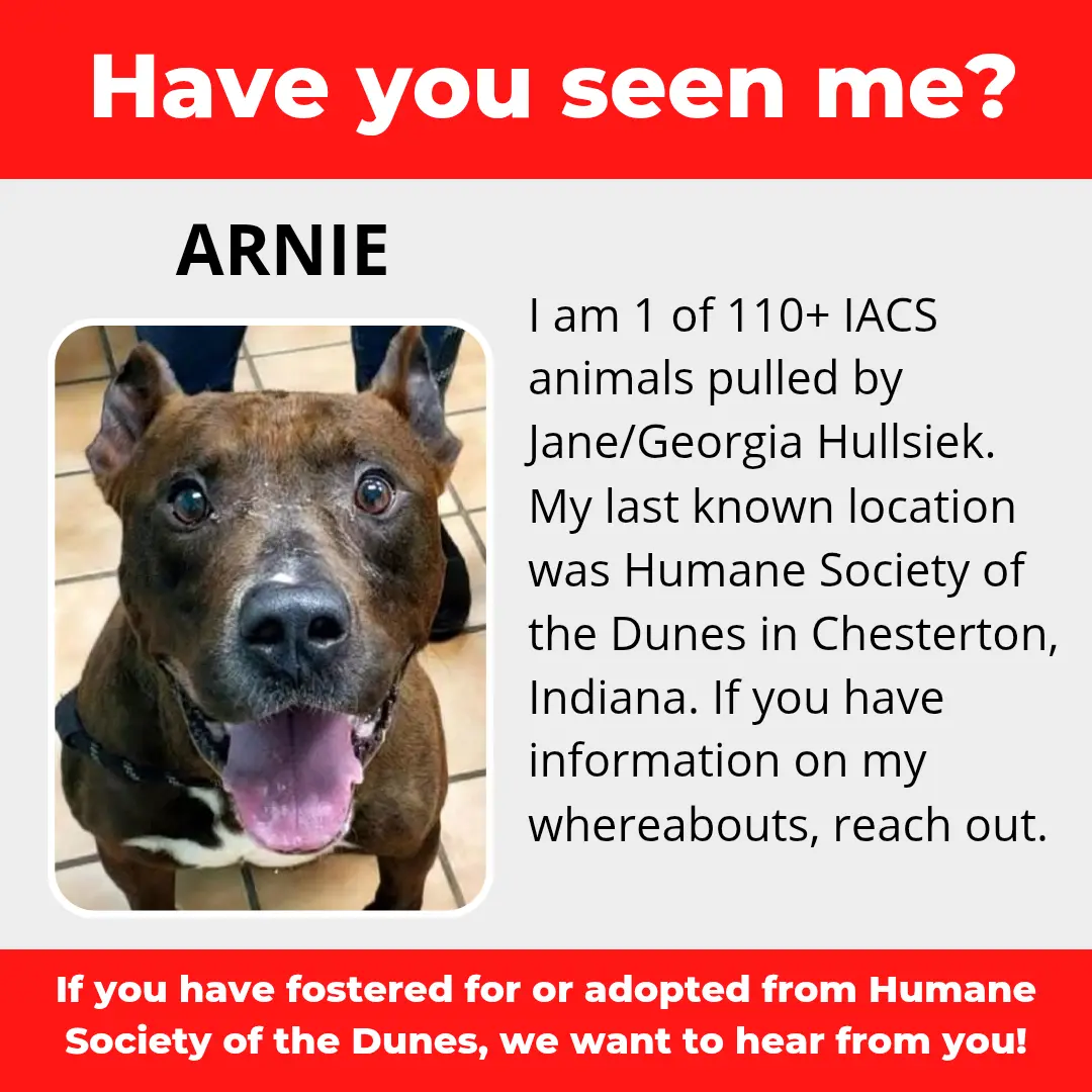 Arnie - a dog that was 'rescued' by the Northwest Indiana (NWI) Humane Society of the Dunes (founded by Jane Hullsiek) in Chesterton.