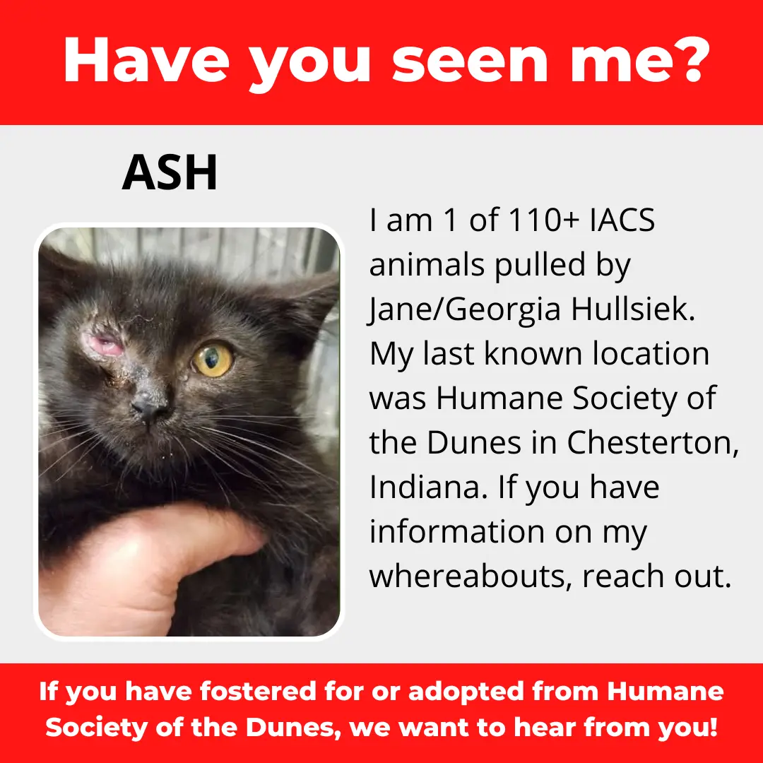 Ash - a cat that was 'rescued' by the Northwest Indiana (NWI) Humane Society of the Dunes (founded by Jane Hullsiek) in Chesterton.